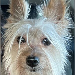 Meet your Posher, Damaris